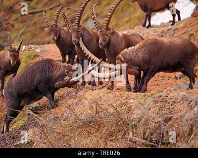 Alpensteinbock (Capra ibex, Capra ibex Ibex), Herde an einem Felsen Sporn, Italien, Gran Paradiso Nationalpark, Val d'Aosta. Stockfoto