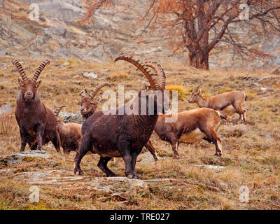 Alpensteinbock (Capra ibex, Capra ibex Ibex), Herde an einem Felsen Sporn, Italien, Gran Paradiso Nationalpark, Val d'Aosta. Stockfoto