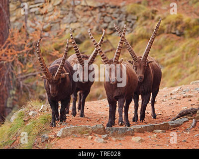 Alpensteinbock (Capra ibex, Capra ibex Ibex), vier Fuß Dollars an einem Felsen Sporn, Vorderansicht, Italien, Gran Paradiso Nationalpark, Val d'Aosta. Stockfoto