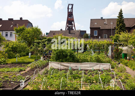 Zuteilung in Wanne-Eickel mit Fördergerüst der Zeche Pluto im Hintergrund, Deutschland, Nordrhein-Westfalen, Ruhrgebiet, Herne Stockfoto