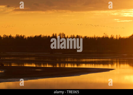 Sonnenuntergang am Beneden Spieringpolder, Niederlande, Nordbrabant, Brabantse Biesbosch Werkendam Stockfoto