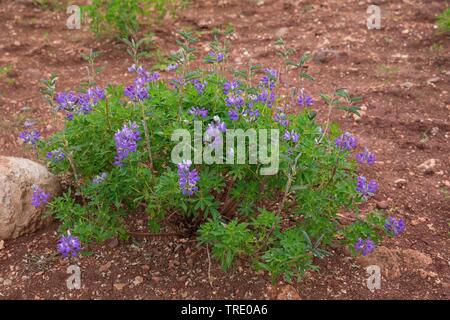 Nootka Lupine, Alaska Lupine (Lupinus nootkatensis), blühende, Island Stockfoto