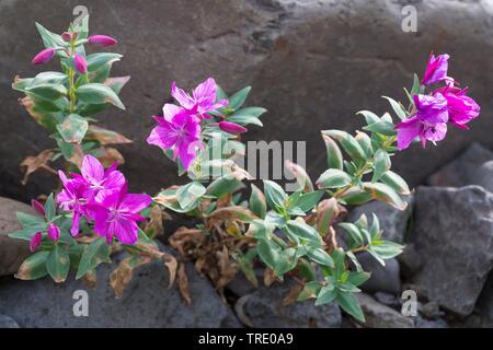 Broad-leaved Willow-Kraut, Red Willow-Kraut, Fluss Schönheit (Chamaenerion latifolium, Epilobium latifolium), blühende, Island Stockfoto