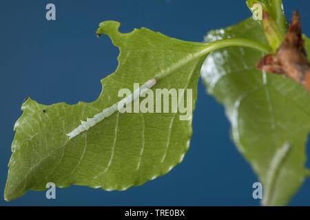 Clifden Raiders (Catocala fraxini), jungen Caterpillar Fütterung auf Pappel, Deutschland Stockfoto