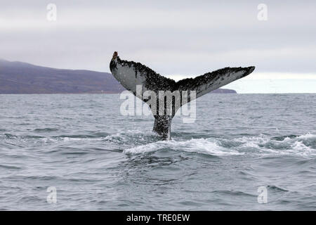 Buckelwale (Megaptera novaeangliae), Schwanz, stossen ot das Wasser, Island Stockfoto