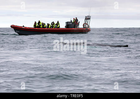 Buckelwale (Megaptera novaeangliae), Touristen auf einem Schlauchboot beobachten ein Wal, Island Stockfoto