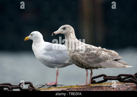 Glaucous Möwe (Larus hyperboreus), juvenile, Island Stockfoto