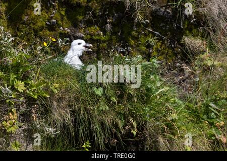 Northern Eissturmvogel, Arktis Eissturmvogel (Fulmarus glacialis), Küken im Nest, Island Stockfoto