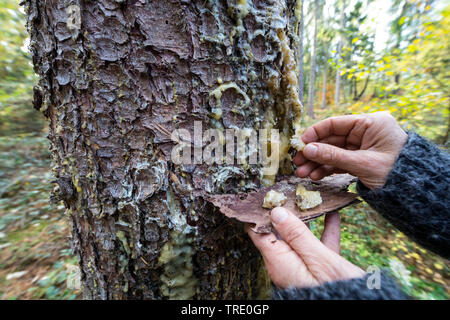 Die Fichte (Picea abies), gesammelte Harz Brocken aus einer Fichte trunk, Deutschland gesammelt werden Stockfoto