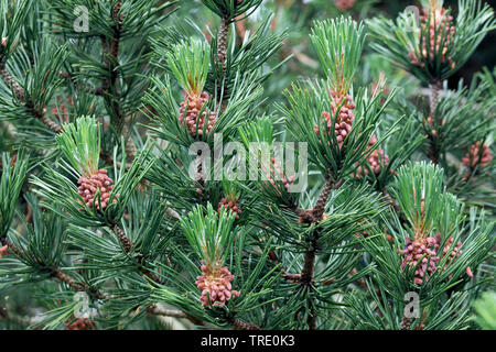 Mountain Pine, mugo Pine (Pinus uncinata, Pinus mugo ssp. Uncinata, Pinus mugo ssp. rostrata), Zweigniederlassung, mit männlichen Blüten, Deutschland Stockfoto