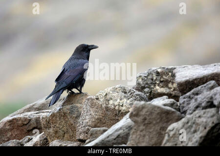 Kolkrabe (Corvus Corax), sitzen auf den Felsen, Island Stockfoto