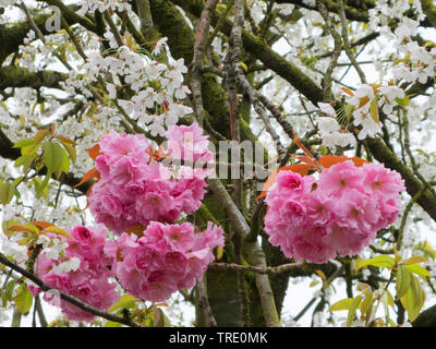 Japanische Kirsche mit zwei Arten von Blüten, Deutschland, Niedersachsen, Ostfriesland Stockfoto