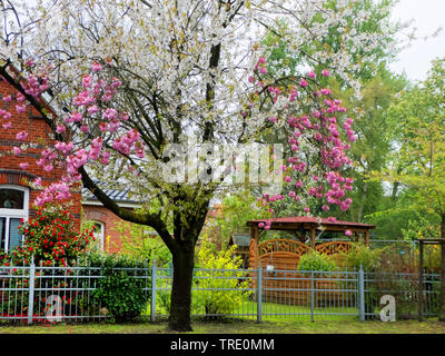 Japanische Kirsche mit zwei Arten von Blüten, Deutschland, Niedersachsen, Ostfriesland Stockfoto