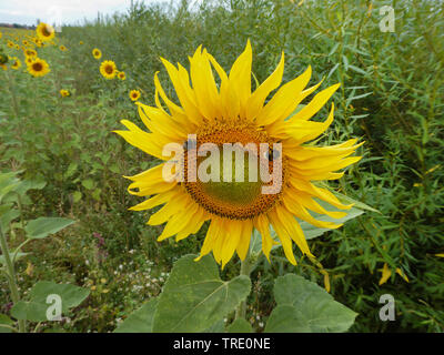 Gemeinsame Sonnenblume (Helianthus annuus) Sonnenblume mit Hummeln in einem Feld, Deutschland, Niedersachsen, Ostfriesland Stockfoto