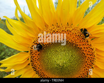 Gemeinsame Sonnenblume (Helianthus annuus) Sonnenblume mit Hummeln in einem Feld, Deutschland, Niedersachsen, Ostfriesland Stockfoto