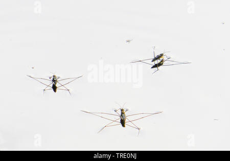 Teich Skater, Wasser Strider, Teich skipper (gerris Lacustris), drei Teich Skater auf der Wasseroberfläche, Deutschland, Niedersachsen Stockfoto