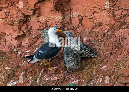 Heringsmöwe (Larus fuscus), Heringsmöwe mit drei Küken, Deutschland, Schleswig-Holstein, Helgoland Stockfoto