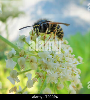 Gemeinsame Wespe (Vespula vulgaris, Paravespula vulgaris), Wasp am Blütenstand der Pastinake, Norwegen, Troms Stockfoto