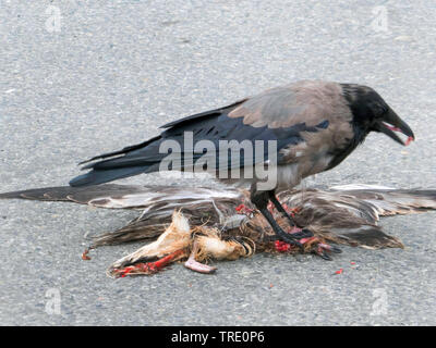 Nebelkrähe (Corvus corone, Corvus corone Corone), speist sich aus einer Überschreitung Mew Gull, Norwegen, Troms Stockfoto