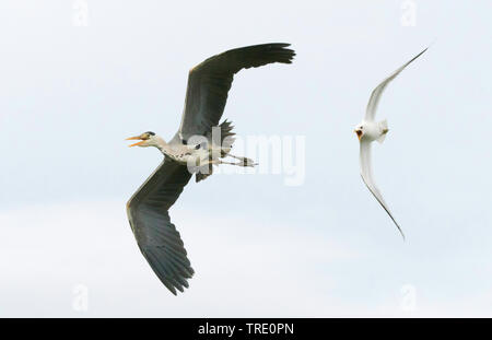 Mew Gull (Larus canus), Mew Gull Angriffe Graureiher, Norwegen, Troms Stockfoto