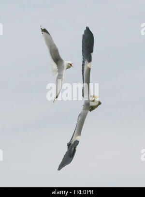 Mew Gull (Larus canus), Mew Gull Angriffe Graureiher, Norwegen, Troms Stockfoto