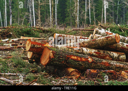 Leitungen von unten geschnitten Kiefern und Birken auf Feld gestapelt durch herabgefallene Äste umgeben Stockfoto