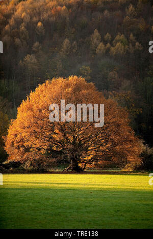 Gemeinsame Eiche, Pedunculate oak, Englischer Eiche (Quercus robur. "Quercus pedunculata"), Eiche im Herbst im Ruhrgebiet foodplain, Deutschland, Nordrhein-Westfalen, Ruhrgebiet, Hattingen Stockfoto