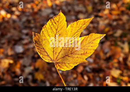 Bergahorn, große Ahorn (Acer Pseudoplatanus), Herbst Blatt bei Gegenlicht, Deutschland, Nordrhein-Westfalen Stockfoto