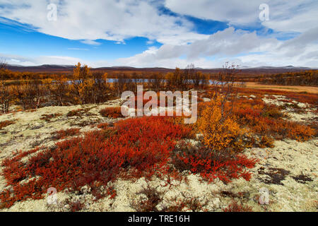 Glatte Zwerg Birke, Zwerg Birke, Zwerg - Birke (Betula nana), Herbst am See Kringluttjonne auf das Dovrefjell, Norwegen, Oppland, Dovrefjell Nationalpark Sunndalsfjella Stockfoto