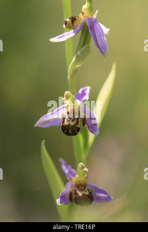 Bienen-ragwurz (Ophrys apifera), Blumen, Frankreich Stockfoto