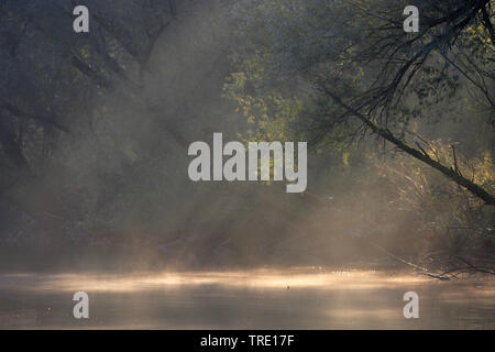 Morgennebel Creek Biesbosch, Niederlande, Nationalpark De Biesbosch Stockfoto