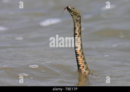 Würfelnatter (Natrix tessellata), Schwimmen, Rumänien Stockfoto