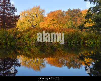 Herbst Reflexion an der Alster, Deutschland Stockfoto