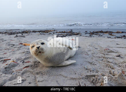 Harbour seal, Seehund (Phoca vitulina), kranke Seehunde am Strand von Helgoland, Deutschland, Schleswig-Holstein, Helgoland Stockfoto