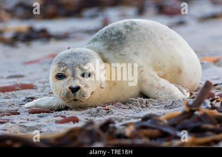 Harbour seal, Seehund (Phoca vitulina), seal Pup am Strand der Insel Helgoland, Deutschland, Schleswig-Holstein, Helgoland Stockfoto