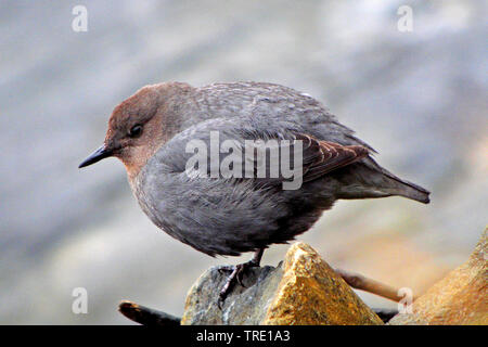 North American Pendelarm (Cinclus mexicanus), auf einem Stein, USA, Alaska Stockfoto