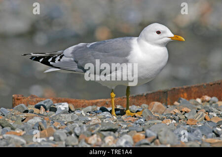 Amerikanische Mew Gull, Short-billed Gull (Larus brachyrhynchus, Larus canus brachyrhynchus), auf dem Boden, USA, Alaska Stockfoto