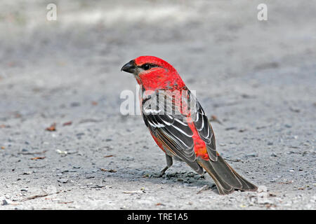 Alaska pine grosbeak (Pinicola enucleator alascensis), männlich, USA, Alaska Stockfoto