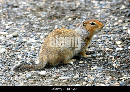 Arktische Erdhörnchen (Citellus Citellus parryi, undulatus, Spermophilus parryii), sitzt auf dem Boden, USA, Alaska Stockfoto