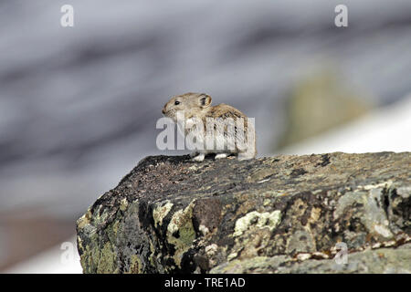 Collared pika (Ochotona collaris), auf einem Felsen, USA, Alaska Stockfoto