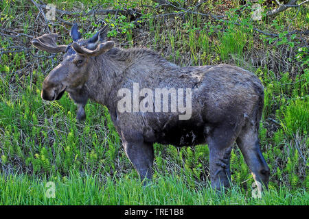 Alaska Elch, Tundra, Elche, Yukon Elch (Alces alces Alces gigas gigas,), männlich, USA, Alaska Stockfoto
