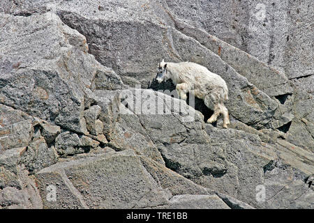 Schneeziege (Oreamnos americanus), Klettern über eine Felswand, USA, Alaska Stockfoto