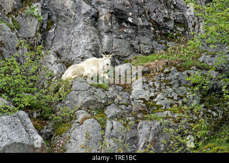 Schneeziege (Oreamnos americanus), liegt auf einer Felswand, USA, Alaska Stockfoto