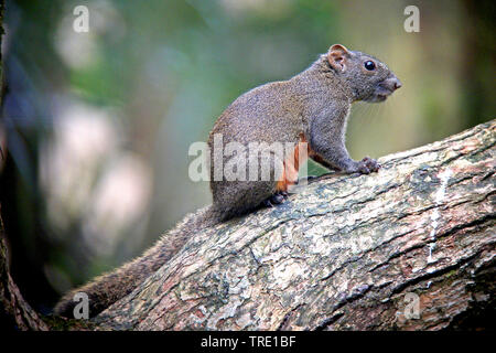 Red-bellied Eichhörnchen (Callosciurus erythraeus), sitzt auf einem Baum Stamm, China Stockfoto