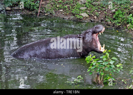 Zwergflusspferd (Choeropsis liberiensis, Hexaprotodon liberiensis), sitzend auf dem Wasser, Taiwan Stockfoto