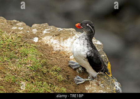 Parakeet auklet (Cyclorrhynchus psittacula Aethia psittacula,), auf einem Felsen thront, USA, Alaska Stockfoto