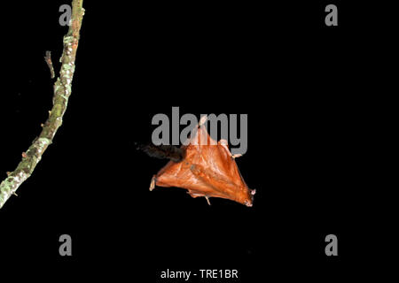 Red Giant flying squirrel (Petaurista petaurista), im Flug, Taiwan Stockfoto