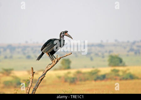 Abessinier Hornrabe (Bucorvus abyssinicus), auf einem Zweig sitzend, Uganda Stockfoto