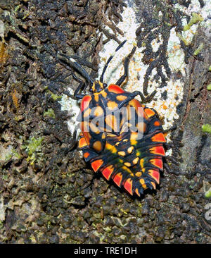 Heteropterans, echte Wanzen (Heteroptera (Hemiptera)), bunte Shield bug, Madagaskar, Amber Mountain National Park Stockfoto