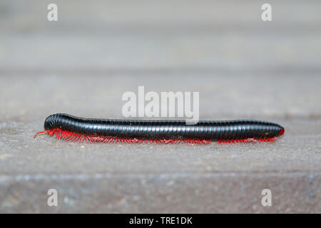 Riesige Afrikanische millipede Archispirostreptus gigas (, Spirostreptus gigas, Spirostreptus giganteus), full-length Portrait, Seitenansicht, Südafrika, Eastern Cape, Addo Elephant National Park Stockfoto